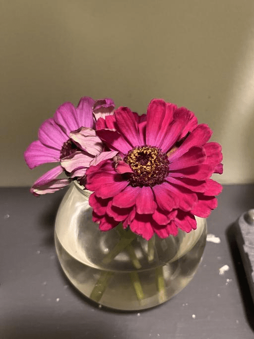 Metodi alternativi per il prolungamento in vaso dei fiori&nbsp;recisi